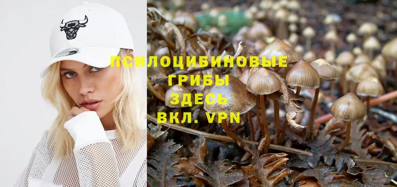 Псилоцибиновые грибы Magic Shrooms  продажа наркотиков  Богучар 